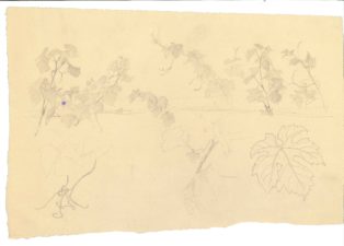 Skitser af drueblade