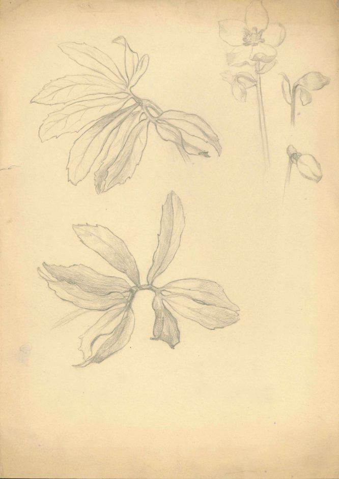 Skitser af blade og franske anemoner