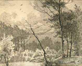 Parti fra Hesede Skov ved Gisselfeld