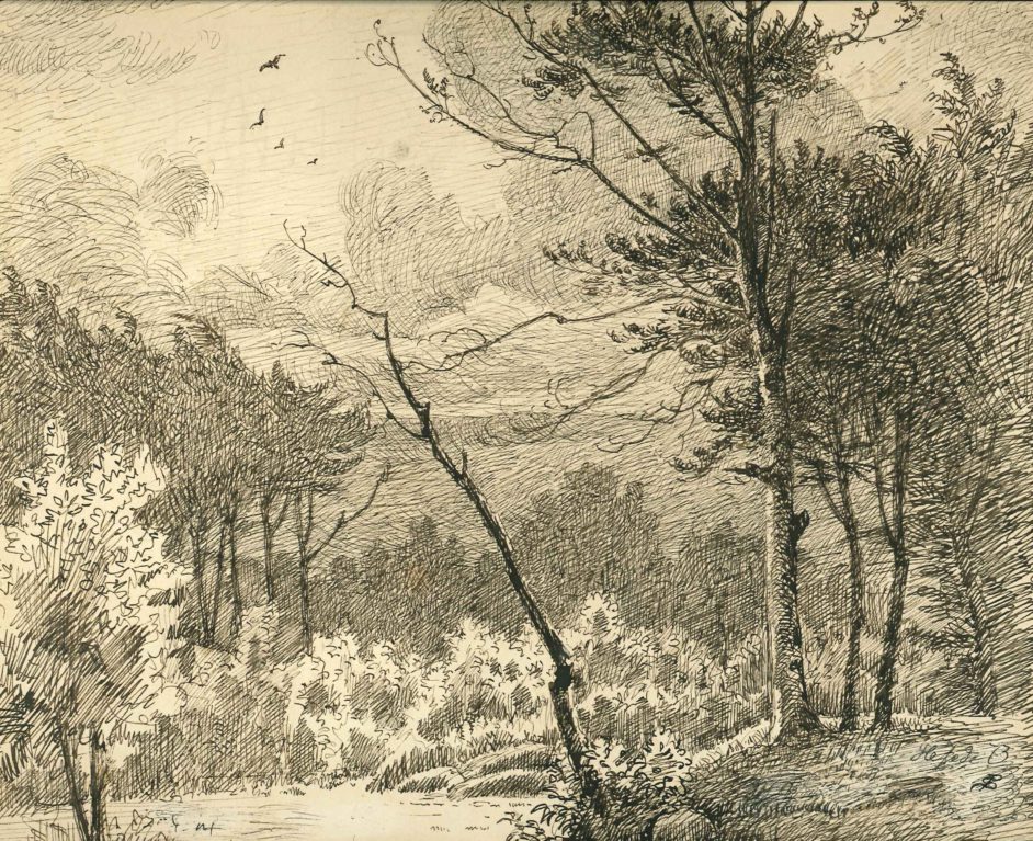 Parti fra Hesede Skov ved Gisselfeld