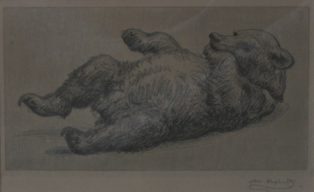 Bjørneunge suger på lappen