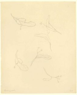 Skitser af kviste med blade og frugter