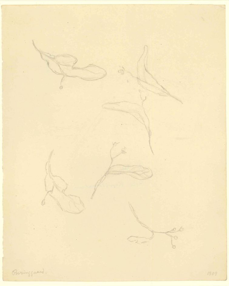 Skitser af kviste med blade og frugter